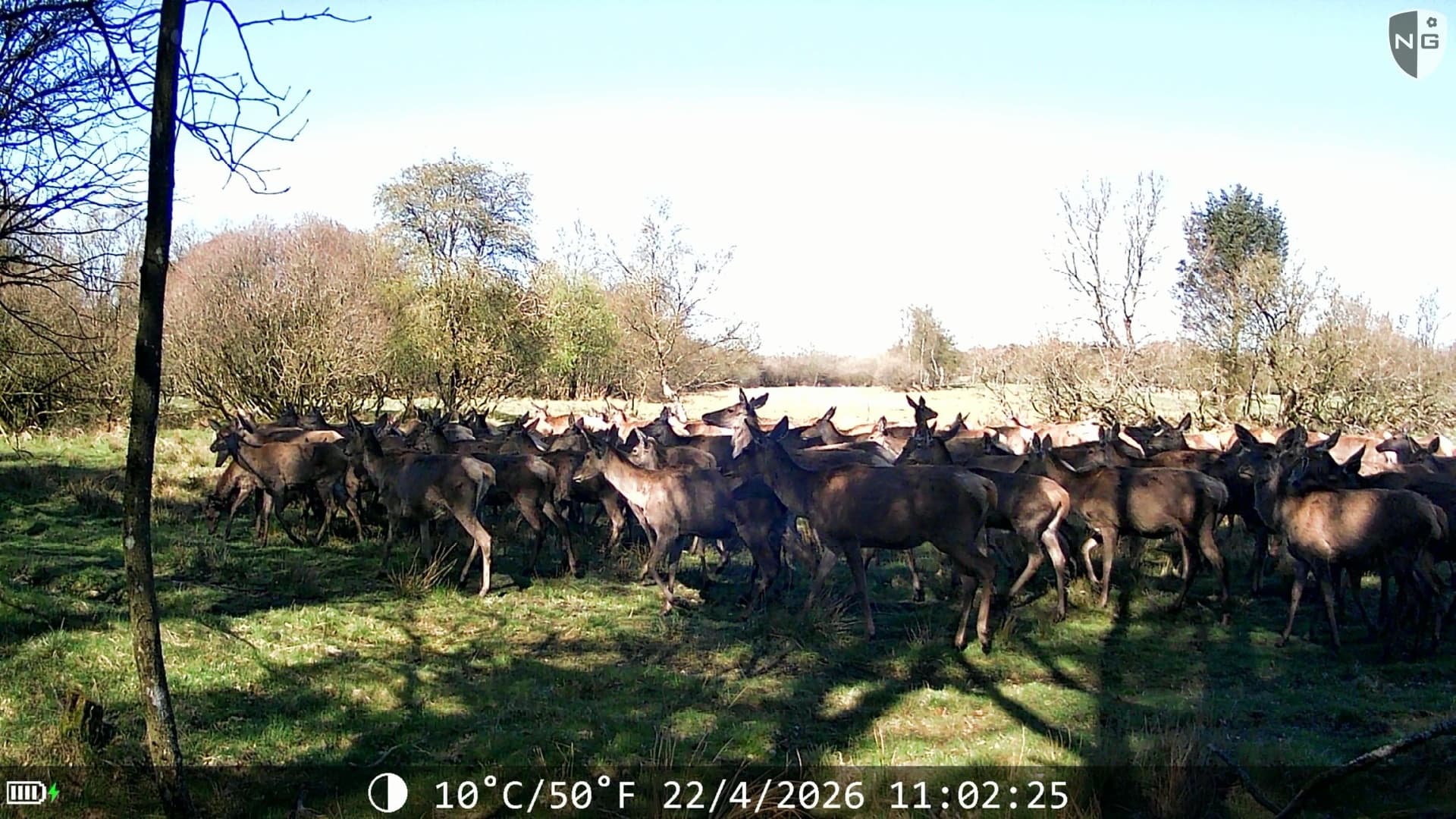Camera trap capture of a red deer herd at Ovstrup Hede with AI detection boxes