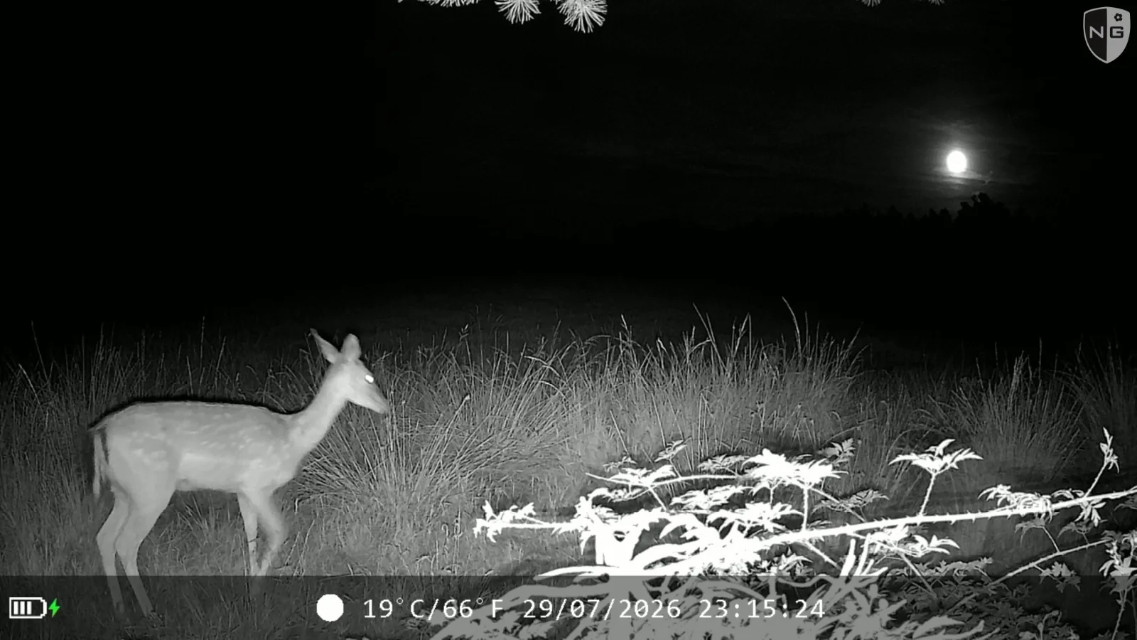 Fallow deer under a full moon at night, identified by Animal Detect