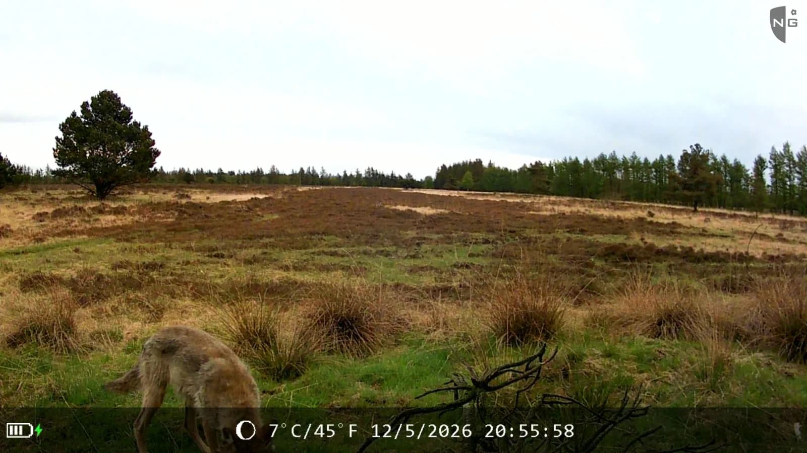 Grey wolf on open heath, identified by Animal Detect