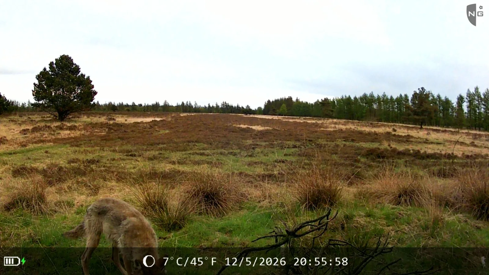 Grey wolf on open heath, identified by Animal Detect