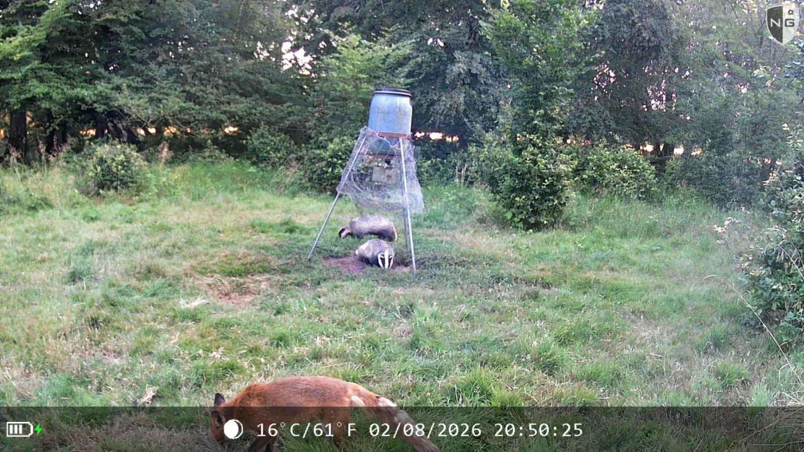 Red fox and two eurasian badgers at a feeder, identified by Animal Detect