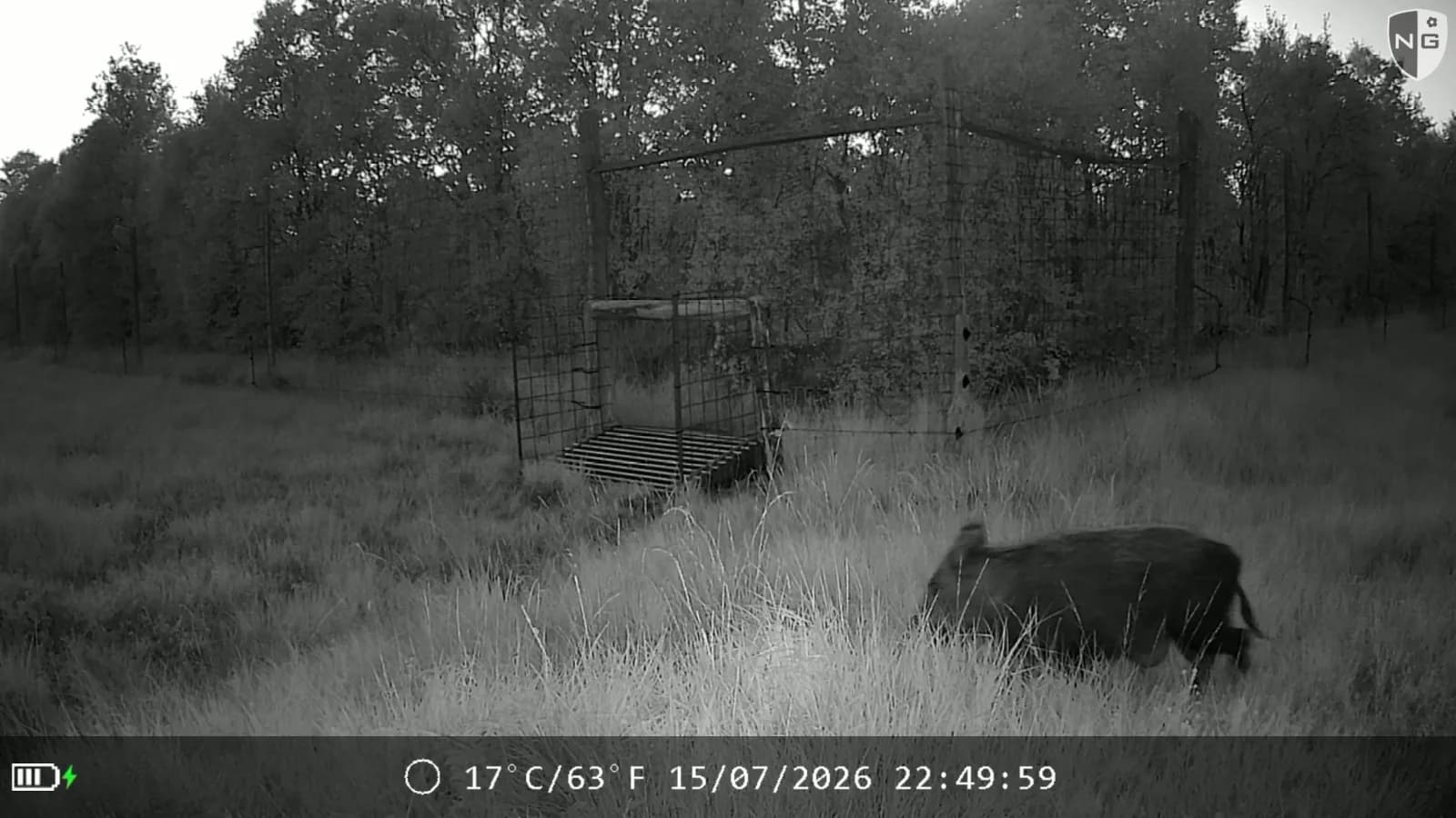 Wild boar at night, identified by Animal Detect