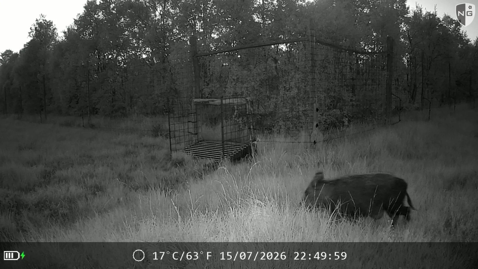 Wild boar at night, identified by Animal Detect