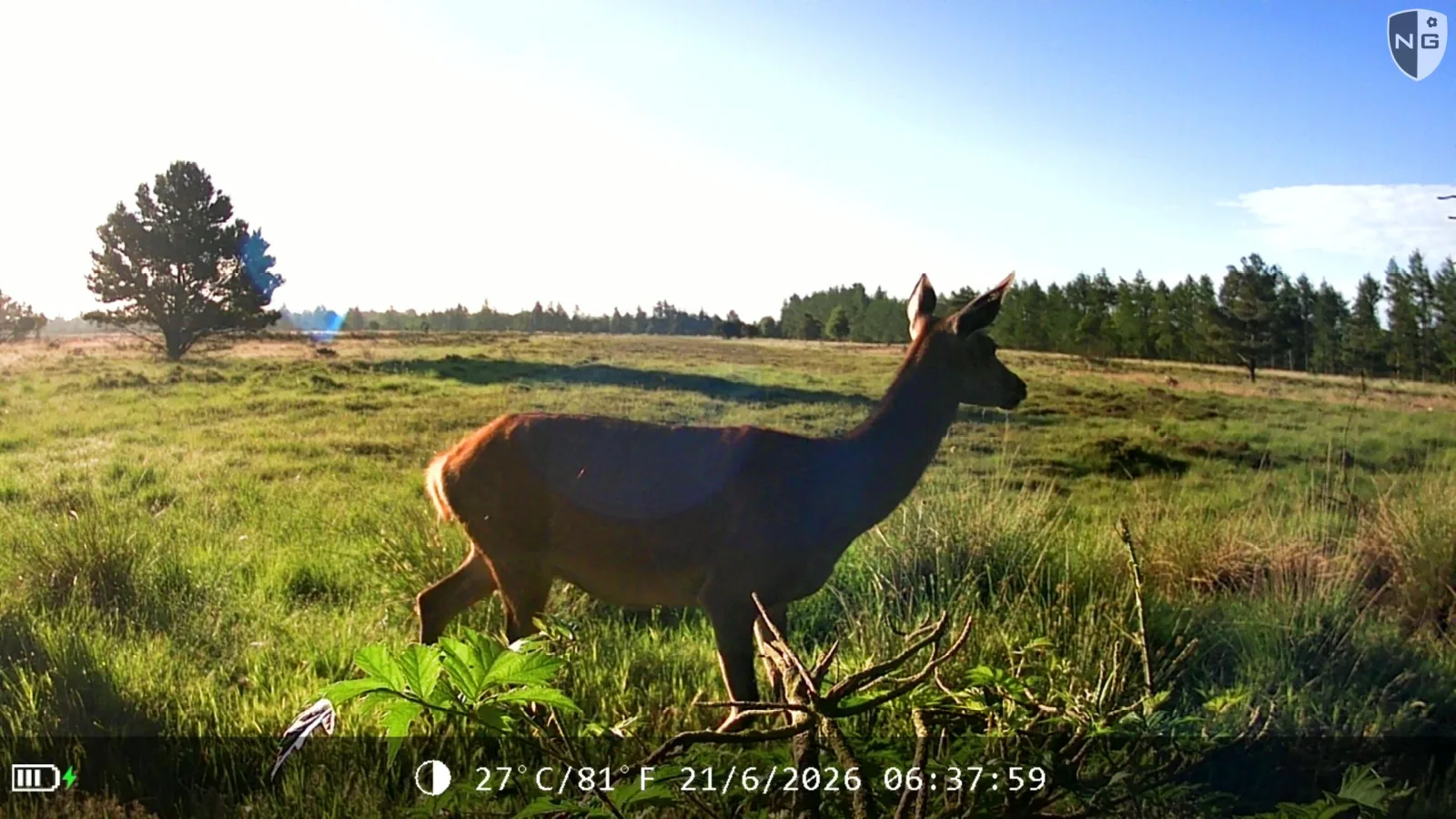 Red deer standing in open heath at sunrise, photographed by a connected camera