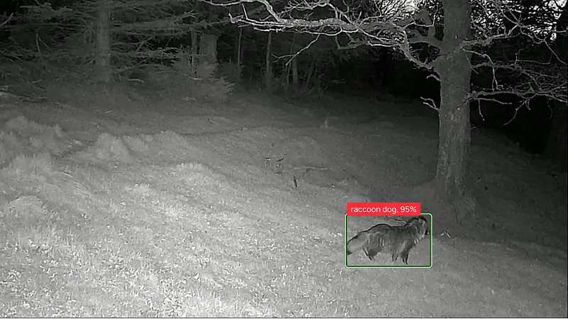 Raccoon dog crossing a clearing at night, identified by Animal Detect